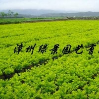黃金葉產(chǎn)地直銷(xiāo)
