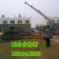 供應(yīng)天津榆樹苗木種植基地12公分榆樹6000棵苗圃苗、隨時(shí)起苗