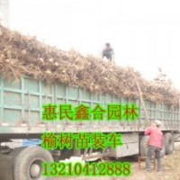 供應(yīng)新疆榆樹小苗、新疆榆樹小苗價格、新疆榆樹小苗供應(yīng)商