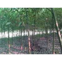 出售3-35公分香樟，杜英，櫸樹