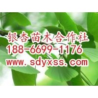 供應(yīng)18公分銀杏樹(shù)900元