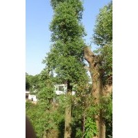 移植香樟