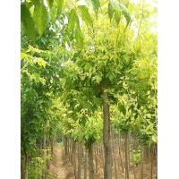 供應金葉復葉槭7-8、金葉白蠟6、紅寶石海棠5