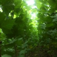 法桐非常適合綠植耐寒冷和污染