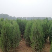 供應北京檜柏廠家直銷