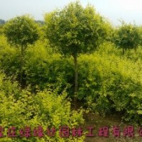 出售金葉榆、金葉國槐