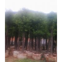 香樟樹7-8袋苗