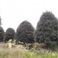 批發(fā)上海精品桂花價(jià)格 江蘇桂花最新價(jià)格咨詢 浙江桂花批發(fā)商
