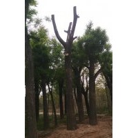國(guó)槐、白皮松、紫薇、紫荊、龍柏、塔柏、紫葉矮櫻、金葉女貞、紅
