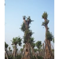黃葛樹大樹銷售熱線