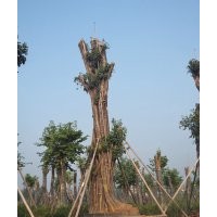 供應(yīng)Ф120cm四川黃葛樹大樹，黃葛樹大樹價(jià)格