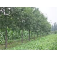 常年供應(yīng)：白蠟，國槐，柳樹，榆樹