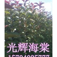 光輝海棠、光輝海棠苗