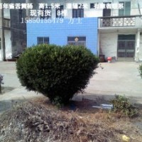供你所求 應(yīng)你所要雀舌黃楊, 金邊黃楊 ,大葉黃楊