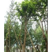 成都樸樹價格 成都樸樹報價 樸樹品種 樸樹規(guī)格