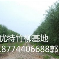 山西竹柳