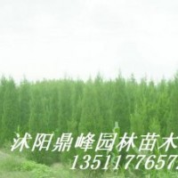 供應(yīng)紅葉石楠，龍柏、鋪地柏，蜀檜，紅瑞木、紅王子錦帶
