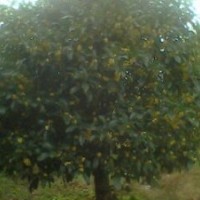桂花，金桂