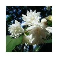 朝鮮黃楊 大葉黃楊 小葉黃楊 紅葉小檗 中華金葉榆 金葉蕕 金山繡