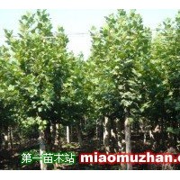 平頭1年冠速生法桐8--12