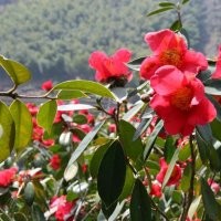 供應(yīng)：湖南本地茶花，茶花小苗，茶花球，七星球茶花