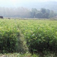 供應(yīng)：丹桂，四季桂，八月桂，茶花，茶梅，羅漢松等小苗