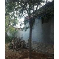供應(yīng)15公分的白蠟96棵，一次性處理，價(jià)格便宜