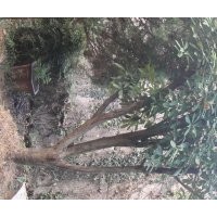 安慶龍山名樹園出售石楠