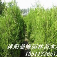 供應(yīng)綠化苗:蜀檜,龍柏、地柏，扶芳藤,金葉女貞，紅葉小檗