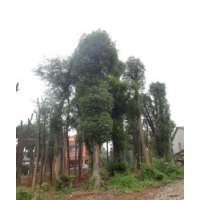 香樟樹香泡樹欒樹桂花樹價格優(yōu)惠