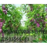 香花槐出售、2-3公分香花槐、價(jià)格優(yōu)惠