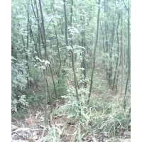 供：國槐小苗，原生國槐，帶帽國槐，白皮松，刺槐