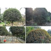 批量【桂花|金桂|八月桂】，量大從優(yōu)