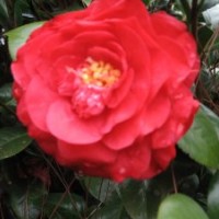 茶花！優(yōu)質(zhì)嫁接砧木茶花！10年生苗！
