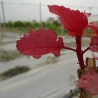 紅葉楊三代