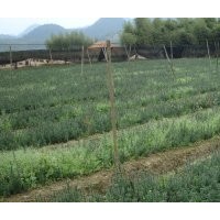 曼地亞紅豆苗杉二年半苗200多萬直銷