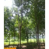 濟(jì)南--苗木供應(yīng)商15公分白蠟4000棵、苗圃苗、隨時起苗