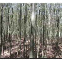 出售柳樹苗 楊樹苗 水臘苗 榆樹苗 占地苗 海棠苗 紫葉李苗