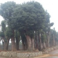 香樟樹價格，切桿香樟價格，骨架移栽香樟價格，截桿移栽香樟價格