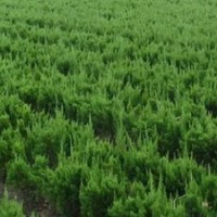 苗圃龍柏100萬。龍柏球10萬棵，高龍柏，龍柏球