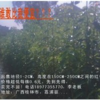 供優(yōu)質(zhì)香樟小苗高度150CM-250CM，價格實惠