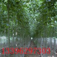 大量白蠟.國槐速生小苗、實生小苗、半成品小苗