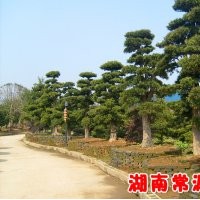 桂花價(jià)格、廣玉蘭價(jià)格、羅漢松價(jià)格、紅葉石楠價(jià)格、香樟價(jià)格、紅