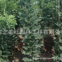 供應(yīng)1-3公分國槐