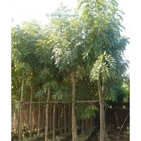 福建臘腸樹(shù)的價(jià)格，臘腸樹(shù)供應(yīng)
