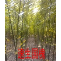 速生國槐