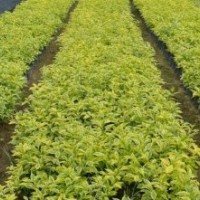 福建苗木配送，供應(yīng)綠化工程灌木紅花繼木、馬纓丹、翠蘆莉、黃心