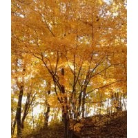 供應(yīng)精品蒙古櫟、五角楓等大規(guī)格綠化苗木