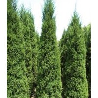 高15-350cm油松、塔柏、龍柏、黑松、蜀檜