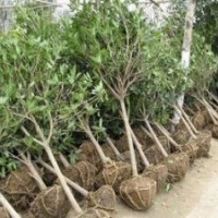 國(guó)槐、白蠟、法桐、欒樹(shù)、柳樹(shù)、泡桐、大皂角、柿子樹(shù)等